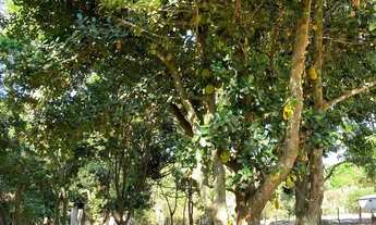 Imagem 4: Chácara a venda 5.800 m2 / Árvores frutiferas e agua