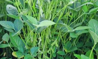 Imagem 4: Fazenda de 2.344 ha em São João Da Aliança-GO