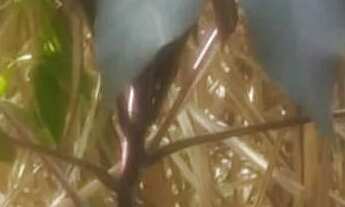 Imagem 4: Sitio 5,5 Alqueires ,Saída pirapora..43 Km Major Prates.,.159.000.00