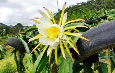 Imagem 2: Chácara à venda, 20000 m² por R$ 1.100.000,00 - Varginha - Nova Friburgo/RJ