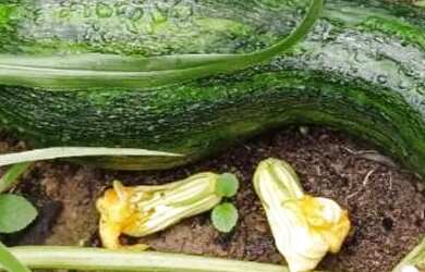 Imagem 2: Fazenda modelo em Planaltina Goias