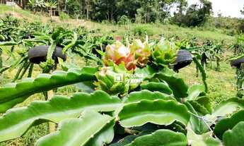 Imagem 4: Chácara à venda, 20000 m² por R$ 1.100.000,00 - Varginha - Nova Friburgo/RJ