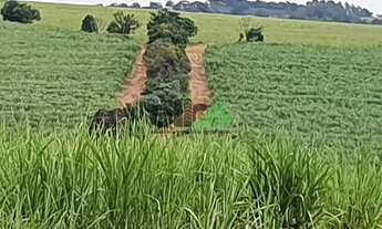 Imagem 2: Fazenda Dupla Aptidão - em CANA ARRENDADA, 154 Alqueires, à venda por R$ 25.020.000,00 - n