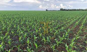 Imagem 3: Fazenda 324 Alqueires, Pedro Afonso, TO