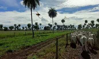 Imagem 6: Excelente fazenda para Pecuária. Município de São Domingos Go