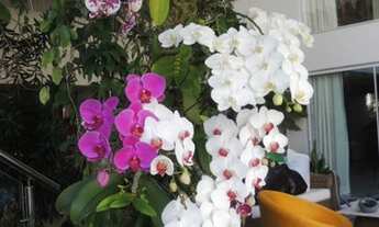 Imagem 4: Excelente Residencia 4 suítes salões, piscina fino acabamento - Recreio