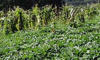 Imagem 4: Vendo sítio 26 hectares