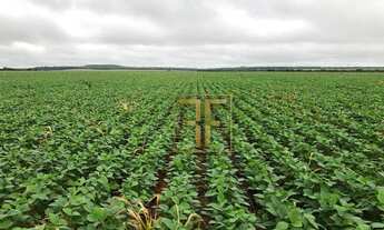 Imagem 2: Fazenda 324 Alqueires, Pedro Afonso, TO