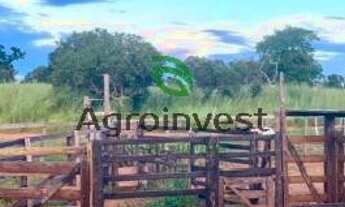 Imagem 4: Fazenda em Peixe -TO