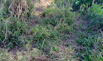 Imagem 2: FAZENDA À VENDA EM CONCEIÇÃO DO PARÁ - PA - 4.855 HECTARES (DUPLA APTIDÃO
