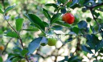 Imagem 4: Chácara na Zona Norte