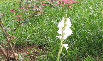 Imagem 6: Sítio para venda em Porangaba com 31.600 m2, com casa e 01 pequeno tanque