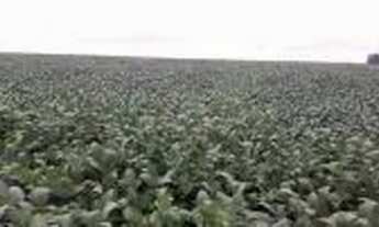 Imagem: Fazenda c/ 720he, sendo 500he em lavoura