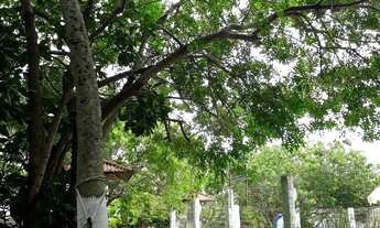 Imagem 5: Veraneio em capão da canoa RS