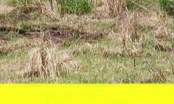 Imagem 5: Terreno VILA MADALENA