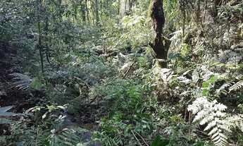 Imagem 6: Área Rural 5 Alqueires - 3 Barras de Cima - Bateias!