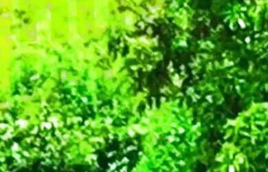 Imagem 3: Fazenda de 131 tarefas - Siriri