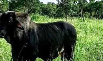 Imagem 4: Chácara 13 hectares Coxipo do Ouro