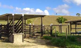 Imagem 6: Terra em Barra de São Francisco com 4500 pés de Café