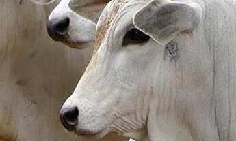 Imagem 3: FAZENDA DE GADO P0 NO SUL DE MINAS GERAIS 250 HECTARES