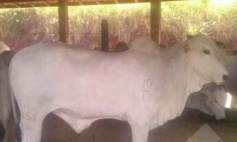Imagem 2: FAZENDA DE GADO P0 NO SUL DE MINAS GERAIS 250 HECTARES