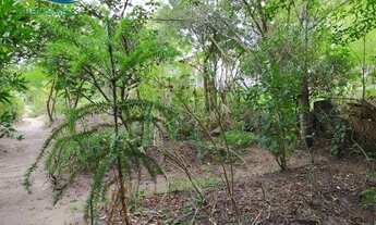 Imagem 3: Excelente sítio com casa de alvenaria, 4 km do centro de Viamão