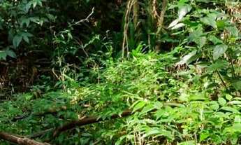 Imagem: Chácara à venda em Taquara RS por um preço