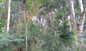 Imagem 7: Chácara para venda com 5280 metros quadrados com 3 quartos em Ipelândia - Suzano - SP