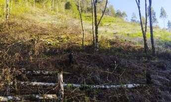 Imagem 5: Vendo , sítio 140 mil em Marechal Floriano