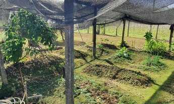 Imagem 5: Chácara à venda no bairro América de Cima - Morretes/PR