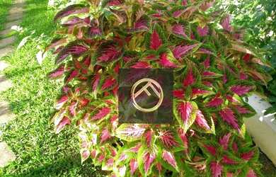 Imagem 2: Chácara à venda Urbana, 14980 m² por R$ 1.300.000 - Zona Rural - Quitandinha/PR