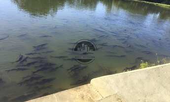 Imagem 6: Chácara PRODUTIVA Zona Rural, Hidrolândia, GO