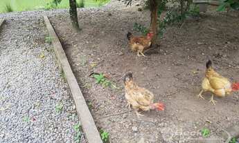 Imagem 2: Casa com aspecto de sítio no Profipo Santa Catarina - Joinville