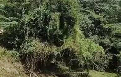 Imagem 6: Aldeia - casa raiz