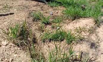 Imagem 2: Lote com alicerce