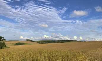 Imagem 5: Porto Amazonas-Plantando 95 Alqueires - 389 Hectares - Sede Completa