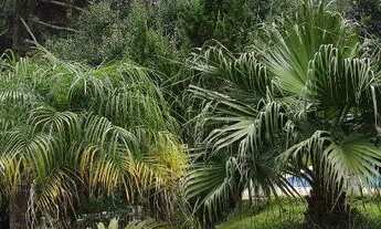 Imagem 7: Òtimo Sítio em Ibiuna SP ...oportunidade!!!!