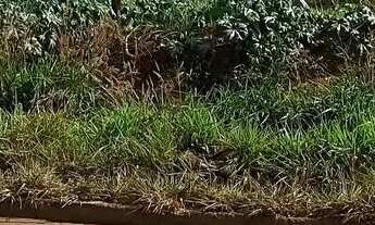 Imagem 2: Lote/Terreno para venda com 2.502 metros quadrados em Parque Oeste Industrial - Goiânia