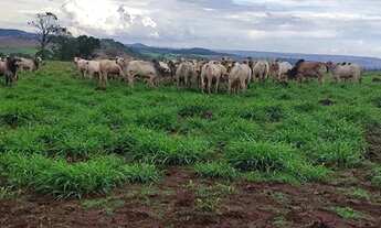 Imagem 6: Fazenda à venda de 82 alqueires em Anápolis-Go