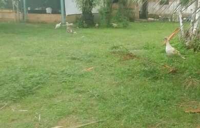 Imagem 5: Sítio 250 x 1.000 na AM 010 km 127 205.800,00