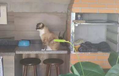 Imagem 7: Vendo casa Casa com 2 dormitórios