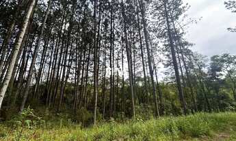 Imagem: Terreno para chácara com Pinus de 19 anos