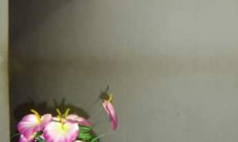 Imagem: Casa à venda com 3 dormitórios em Jataí