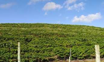 Imagem 4: Terra em Barra de São Francisco com 4500 pés de Café