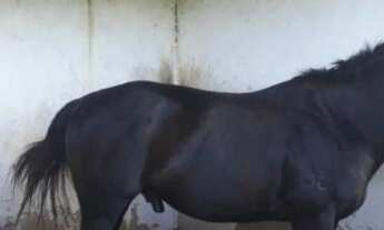 Imagem 6: Fazenda para pessoa de bom gosto 480 hectares encantadora