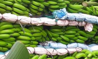 Imagem 2: Sítio 10 Alqueires Produção de Banana (Willian Ricardo