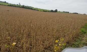 Imagem 5: Palmeira/Porto Amazonas - 173 Alqueires - Plantio de 91 Alqueires