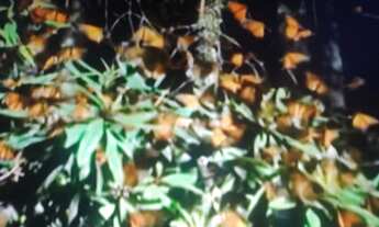 Imagem 2: 7 alqueires em caminho do sul preservação total