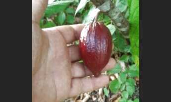 Imagem 3: Fazenda com 318 ta = 961.950 m2 Santa Luzia do Itanhy