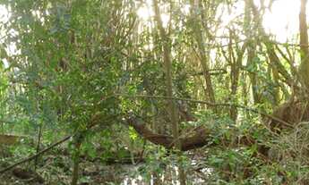 Imagem 4: Porto Alegre - Terreno Padrão - Vila Nova